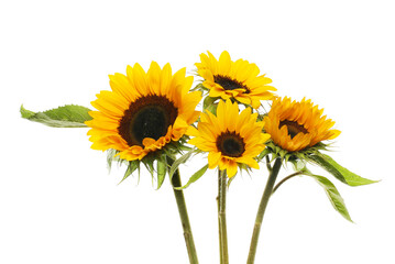 Obraz premium Group of sunflowers