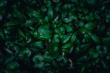 Dark green forest plants after the rain