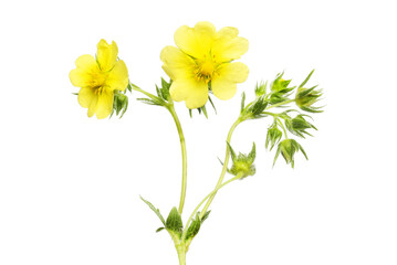 Yellow potentilla flowers - obrazy, fototapety, plakaty