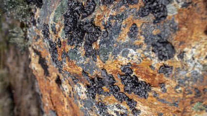 Manchas en rocas de ushuaia