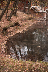 Autumn in the forest