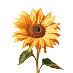 Obraz premium Sunflower with shadow on transparent background