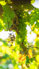 Wine plant