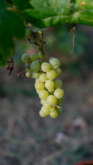 Wine plant
