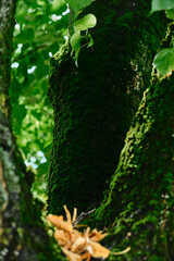 Moss-covered tree trunk in forest. Sign pointing north. Close up and selective focus on mossy tree bark.