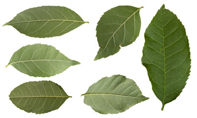 Collection of different green leaves isolated on transparent background.