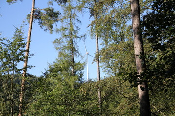 Fototapeta premium waldwind2