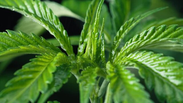 Cultivating marijuana, sativa weed leaves, buds under rain drops, macro texture