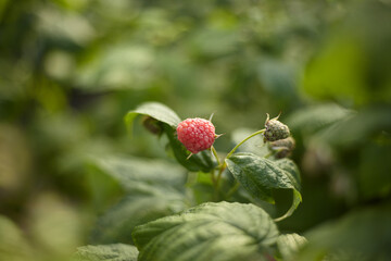 Raspberry fruit