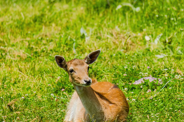 Cute deer posing in nature, wildlife