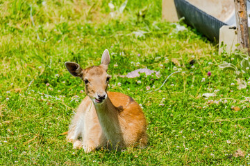 Cute deer posing in nature, wildlife