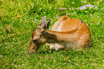 Cute deer posing in nature, wildlife