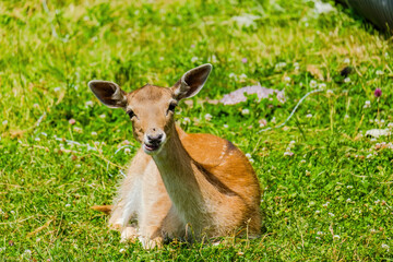 Cute deer posing in nature, wildlife