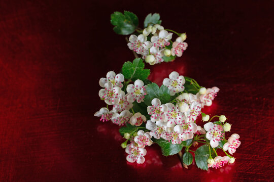 Bl&uuml;hender Wei&szlig;dorn, Crataegus, in einer Nahaufnahme