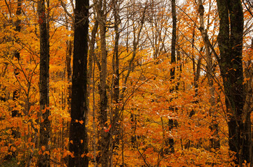 Autumn Fall forest yellow orange leaves trees background maple trees 