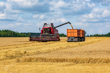 Fototapeta premium modern heavy harvesters remove the ripe wheat bread in field. Seasonal agricultural work