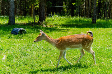 Cute deer posing in nature, wildlife