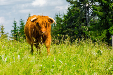 hairy cow close up shot in the nature