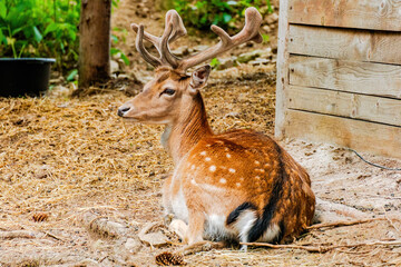 Cute deer posing in nature, wildlife