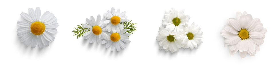 transparent  Chamomil Sun flowers Collection