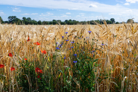 Wilde Ackerblumen am Rand eines Getreidefeldes.