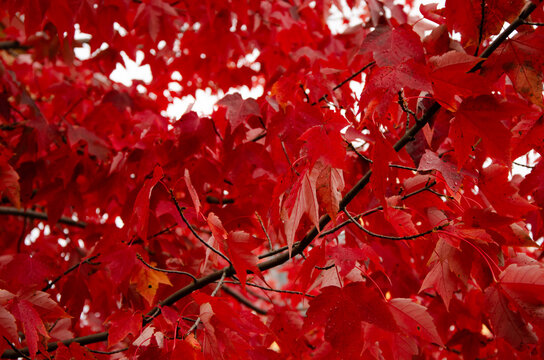 Red maple trees leaves Autumn Fall forest  background close up