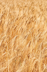 Reifes Getreide aus der Nähe aufgenommen.