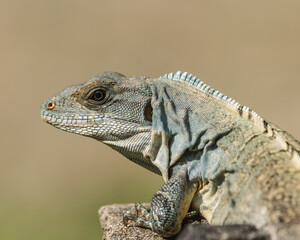 Iguana sunbathing on a tree trunk