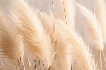 Foto op Canvas Abstract natural background of soft plants Cortaderia selloana. Pampas grass on a blurry bokeh, Dry reeds boho style. Fluffy stems of tall grass. ai generative © InfiniteStudio