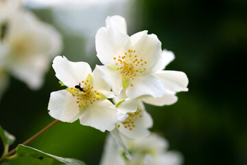 spring flowers - white flower jasmine.