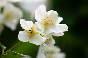 Fototapeta na wymiar spring flowers - white flower jasmine.