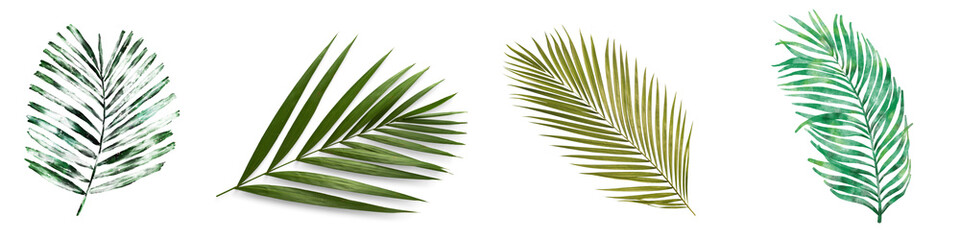 Palm Leaf Collection transparent background