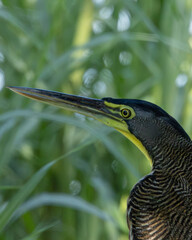 Mexican tiger heron in the swamps of centla tabasco