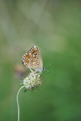 Brown butterfly on a plant in a dry meadow (Lysandra). 