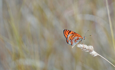 Fototapeta na wymiar Orange butterfly on a plant in a dry meadow (Melitaea didyma). 