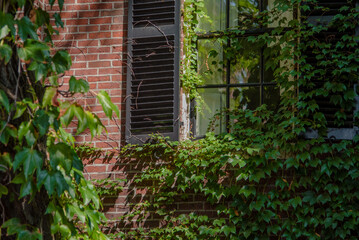 ivy covered window