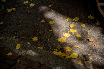 autumn leaves on the ground background