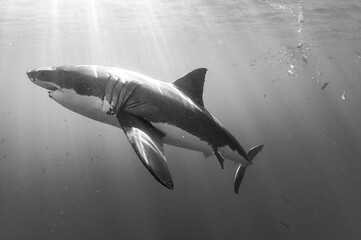 Fototapeta premium shark in the water