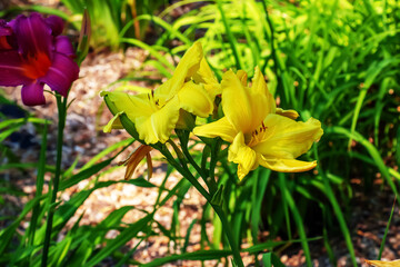 Blooming daylily flowers or Hemerocallis flower, close-up on a sunny day. Hemerocallis Nanners. The beauty of a decorative flower in the garden