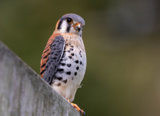 American kestrel perched.
