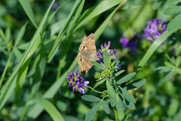 Burnet Companion (Euclidia glyphica) Moth sitting on a violet flower in Zurich, Switzerland