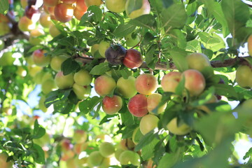 plum on branch