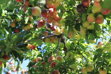 plum on branch