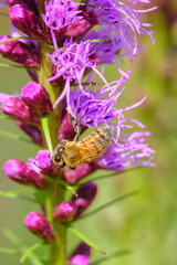Honey bee pollinates a dense blazing star