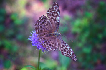 Butterfly fritillary with open orange wings with dots dotted on a flower.