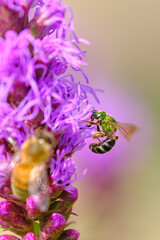Green sweat bee visits a dense blazing star