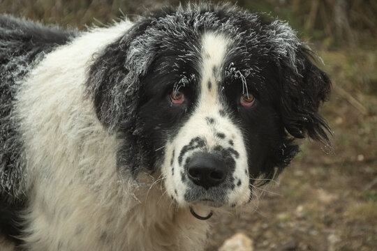 black and white dog portrait