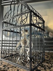 Bird skeleton sits in a cage Halloween in full swing Close-up of halloween decoration Camera static...