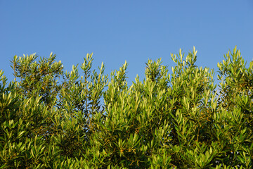 Olive tree branches with many tiny green leaves in bottom of clear blue sky