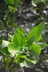 the flowers and young orange fruit on the stem look fresh